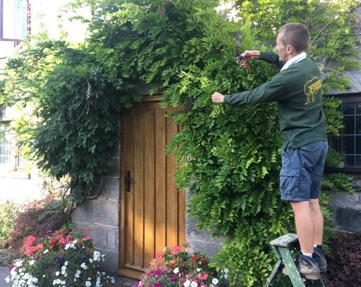 Pruning wisteria in front of house